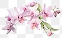 PNG Orchid blossom flower nature. AI generated Image by rawpixel.
