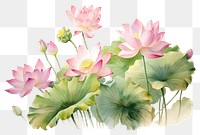 PNG Lotus flowers nature petal plant. AI generated Image by rawpixel.