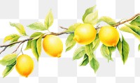PNG Lemon branch hanging fruit plant. AI generated Image by rawpixel.