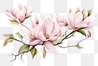 PNG Magnolia flowers painting blossom nature