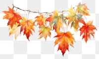 PNG Maple leaves hanging nature plant. AI generated Image by rawpixel.