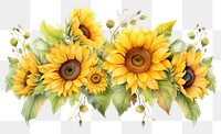 PNG Sunflowers nature plant inflorescence. AI generated Image by rawpixel.