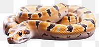 PNG  Snake reptile animal poisonous. AI generated Image by rawpixel.