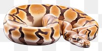 PNG  Snake reptile animal poisonous. AI generated Image by rawpixel.