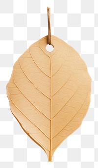 PNG Price tag paper label leaf shape plant white background accessories. 