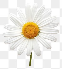 PNG Daisy blossom flower plant white. AI generated Image by rawpixel.