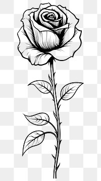 PNG A minimal rose sketch drawing flower. AI generated Image by rawpixel.