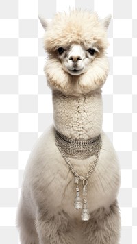 PNG Alpaca necklace jewelry mammal. AI generated Image by rawpixel.
