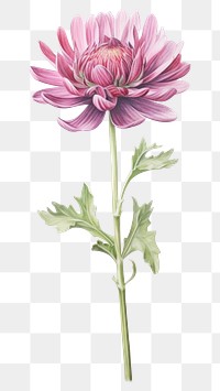 PNG  Flowers dahlia plant inflorescence. AI generated Image by rawpixel.