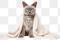 PNG Cat jewelry animal mammal. AI generated Image by rawpixel.