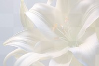 PNG White lily flower petal plant. AI generated Image by rawpixel.