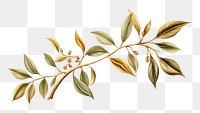 PNG Coffee plant pattern drawing leaf. 