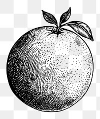 PNG Lemon sketch drawing fruit. AI generated Image by rawpixel.
