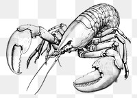 PNG Lobster sketch seafood drawing. 