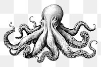 PNG Octopus animal sketch invertebrate. AI generated Image by rawpixel.