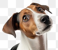 PNG Jack russell terrier looking up animal mammal beagle. AI generated Image by rawpixel.