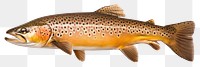 PNG Trout fish animal white background wildlife. 