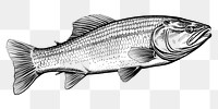 PNG Salmon seafood animal sketch. AI generated Image by rawpixel.