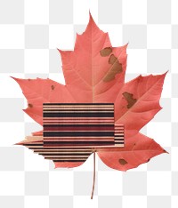 PNG A leaf autumn plant tree weaponry. AI generated Image by rawpixel.