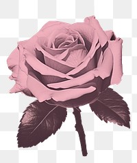 PNG A rose flower plant art. AI generated Image by rawpixel.
