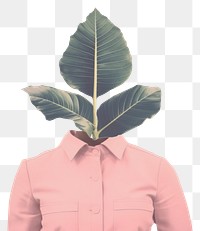 PNG Botanical plant leaf portrait. AI generated Image by rawpixel.