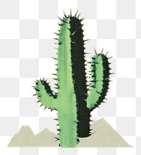 PNG Cactus plant invertebrate drawing. AI generated Image by rawpixel.
