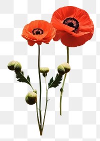 PNG Collage Retro dreamy of flower minimal poppy plant inflorescence. AI generated Image by rawpixel.