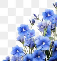 PNG Blue flowers backgrounds outdoors blossom. AI generated Image by rawpixel.