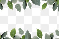 PNG Eucalyptus leaves backgrounds outdoors plant. AI generated Image by rawpixel.