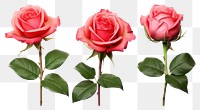 PNG Roses flower plant white background