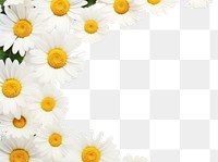 PNG Daisy backgrounds flower petal. AI generated Image by rawpixel.
