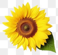 PNG Sunflower plant white background inflorescence. AI generated Image by rawpixel.
