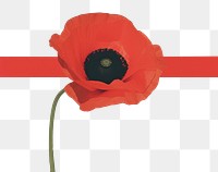 PNG Poppy flower plant inflorescence. AI generated Image by rawpixel.