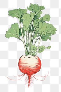 PNG Daikon vegetable drawing radish. AI generated Image by rawpixel.