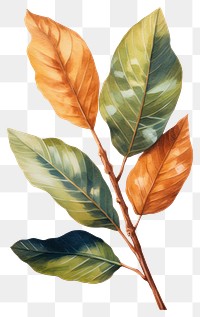 PNG A branche with leaves plant leaf tree. AI generated Image by rawpixel.