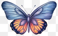 PNG A blue butterfly animal insect white background