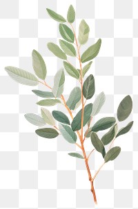 PNG A branch with green leaves plant herbs leaf. AI generated Image by rawpixel.