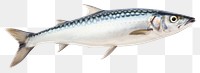 PNG Wildlife seafood sardine animal. AI generated Image by rawpixel.