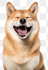 PNG Smiling Shiba Inu dog mammal animal pet. AI generated Image by rawpixel.