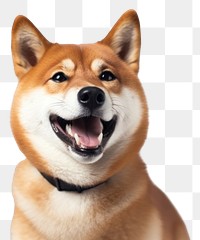 PNG Smiling Shiba Inu dog mammal animal pet. 