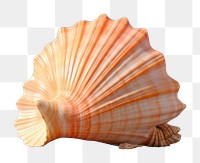 PNG  A beach seashell outdoors nature. AI generated Image by rawpixel.
