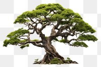PNG Magnolai tree plant bonsai nature. AI generated Image by rawpixel.