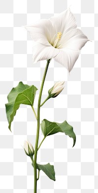 PNG  Moonflower plant petal white. AI generated Image by rawpixel.