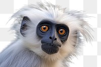 PNG  A white headed langur monkey animal wildlife mammal. AI generated Image by rawpixel.