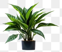 PNG Artificial plant nature flower green. AI generated Image by rawpixel.