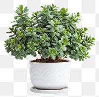 PNG Jade plant nature green leaf. AI generated Image by rawpixel.