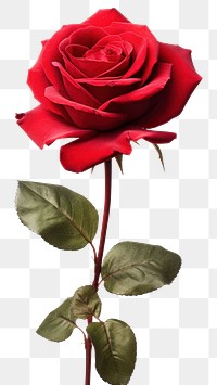 PNG Red rose flower plant nature. AI generated Image by rawpixel.