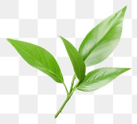 PNG  Tea leaf plant herbs freshness. AI generated Image by rawpixel.