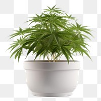 PNG Cannabis Santiva plant cannabis leaf. AI generated Image by rawpixel.