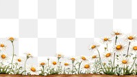 PNG Daisys backgrounds landscape outdoors. AI generated Image by rawpixel.
